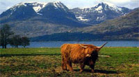 Highlands Scene!